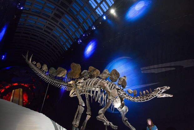 A member of staff poses next to the world's most complete Stegosaurus skeleton at the Natural History Museum in London on December 3, 2014. The fossil is 560cm long and 290cm tall and is made up of over 300 bones.