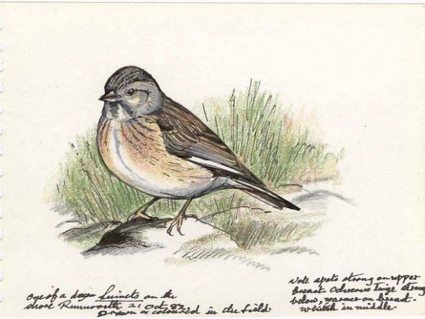 Gorton’s drawing of a male linnet, complete with notes. From 1947 to 1998, Gorton made field sketches of the fauna of Bolton and Lancashire. His artworks are the centerpiece of the exhibition, ‘Birds of Bolton.’